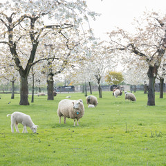 Obraz premium sheep and lambs in green grass under blossoming cherry trees in spring orchard near utrecht in holland