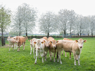 Fototapeta premium blonde d'aquitaine cow and calfs in green meadow with blossoming spring trees in the background of dutch meadow