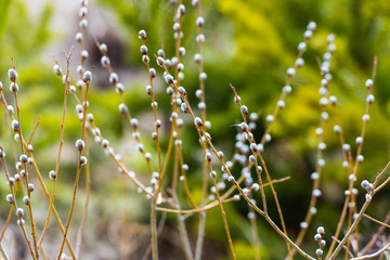 Branches of a willow with earrings, spring background. Thin willow twigs