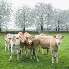 blonde d'aquitaine cow and calfs in green meadow with blossoming spring trees in the background of dutch meadow © ahavelaar
