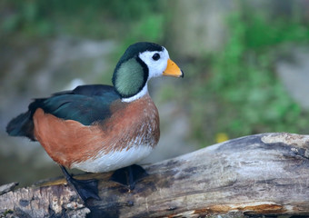 African pygmy goose