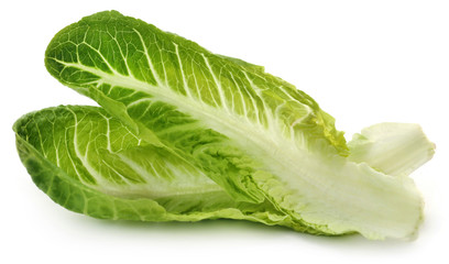 Fresh Romaine lettuce