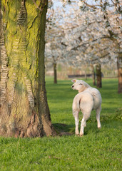 Obraz premium lambs and sheep in spring under blossoming cherry trees in dutch orchard near utrecht