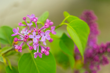 Purple Lilac flowers in spring with blurred green background