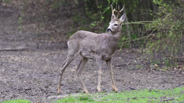 Roebuck grazing in the rain