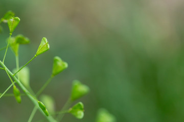 Close up of heart shape pods of Shepherd's purse, Capsella bursa-pastoris