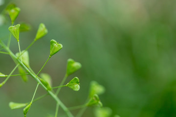 Close up of heart shape pods of Shepherd's purse, Capsella bursa-pastoris