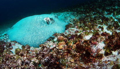 Porcupine ray - Urogymnus asperrimus. Komodo National Park, Indonesia.