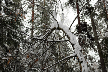 snow on the branches and trees