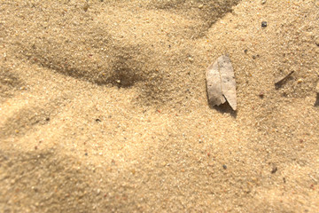 Blatt liegt auf dem Sand
