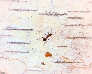 Mrówka na korze brzozy