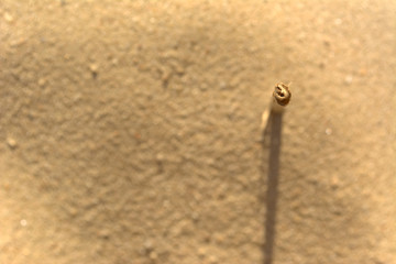 Ast im Sand