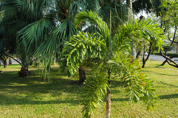 Obraz premium Beautiful green tree, plants, forest and flowers in the outdoor gardens and parks