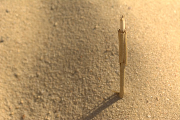 Getrockneter Stab steckt im Sand