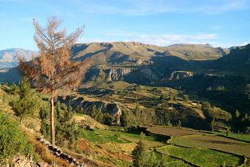 Impressive Agricultural Terraces in Colca Canyon, Arequipa Region, Peru