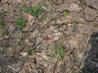 Butterfly Peacock eye on the ground covered with old foliage on a Sunny spring day