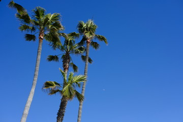 Fototapeta premium palms over southern california