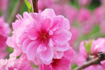 Obraz premium 桃の花 花 春 かわいい 茨城