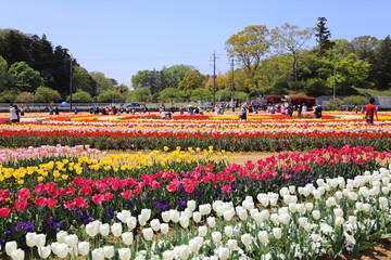 公園に咲く色とりどりのチューリップ