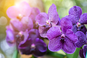 Orchid flower in orchid garden at winter or spring day for beauty and agriculture concept design. Vanda Orchidaceae.