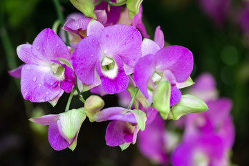 Fototapeta na wymiar Orchid flower in orchid garden at winter or spring day for beauty and agriculture concept design. Dendrobium Orchidaceae