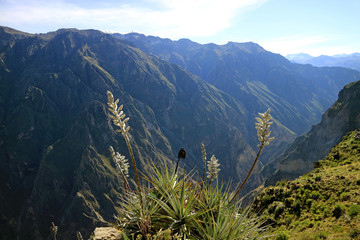 Puya Weberbaueri Flowers at the Colca Canyon, Arequipa Region, Peru, South America