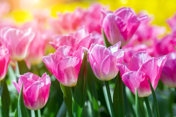 Fototapeta premium Tulipanowy kwiat z zielonym liścia tłem w tulipanu polu przy zimy lub wiosny dniem dla pocztówkowej piękno dekoraci i rolnictwa pojęcia projekta.