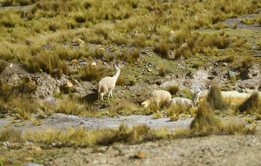 Obraz na płótnie Canvas Group of Alpcacas grazing in the Field of Salinas y Aguada Blanca National Reserve, Arequipa region, Peru
