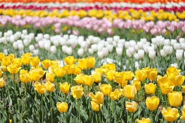 公園に咲く色とりどりのチューリップ