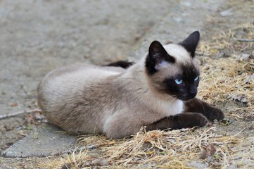 Animales y naturaleza en Luesia España
