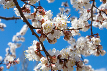  flowering tree, flowering apricot. spring bloom. white flowers against the blue sky and clouds