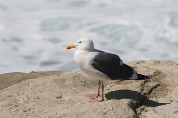Seagull taking a rest