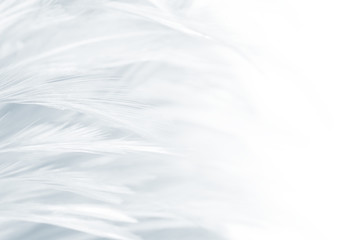 Beautiful white feather pattern texture background