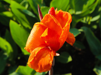 beautiful orange and yellow color flowers in the green parks outdoor and gardens
