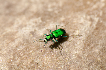 Green jewel beetle