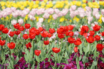 公園に咲く色とりどりのチューリップ