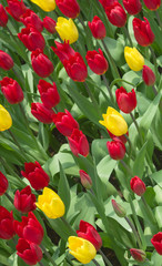 Obraz premium Red and yellow Tulips 