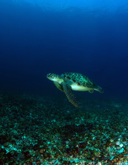 Naklejka na ściany i meble Green turtle - Chelonia mydas. Komodo island, Indonesia.