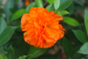 beautiful orange and yellow color flowers in the green parks outdoor and gardens