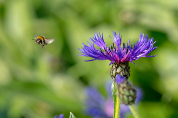 Cornflower with flying bumblebee in front of green blurred background