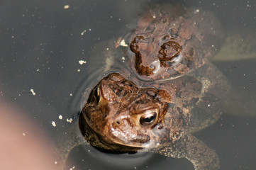 American toads mating