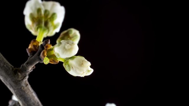 Timelapse of a Hawthorn Flower (Crataegus monogyna) opening in spring against a black back ground