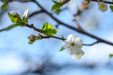 Close up of Plum flower blooming in spring. Blossom flowers isolated with blurred background