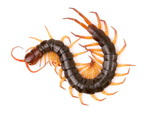 centipede isolated on white background