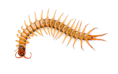 centipede isolated on white background