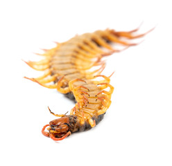 centipede isolated on white background