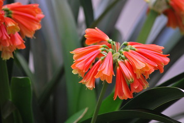 Clivia