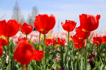 春の公園に咲く赤いチューリップ