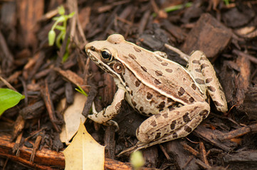 Southern leopard frog