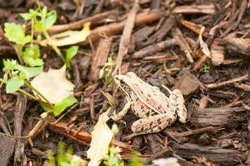 Southern leopard frog